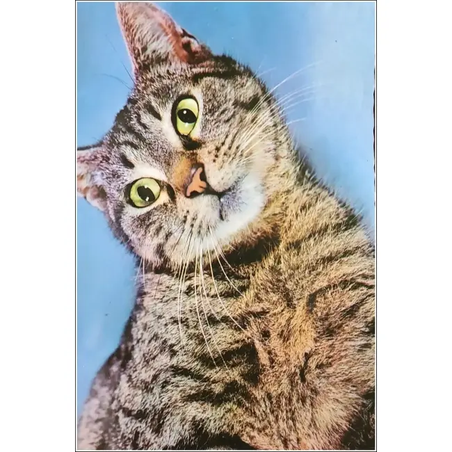 KOT,KOTY,KOCIAKI