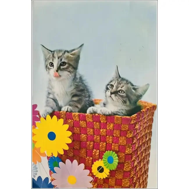 KOT,KOTY,KOCIAKI