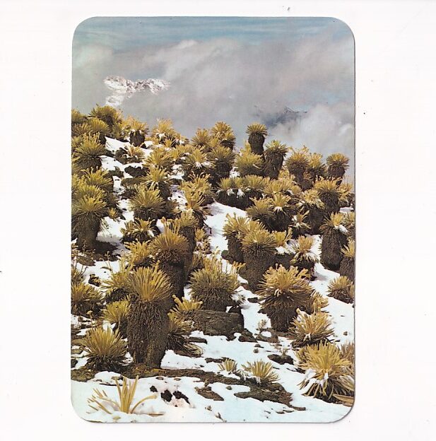 WENEZUELA SIERRA DE MERIDA WIDOKÓWKA A39088