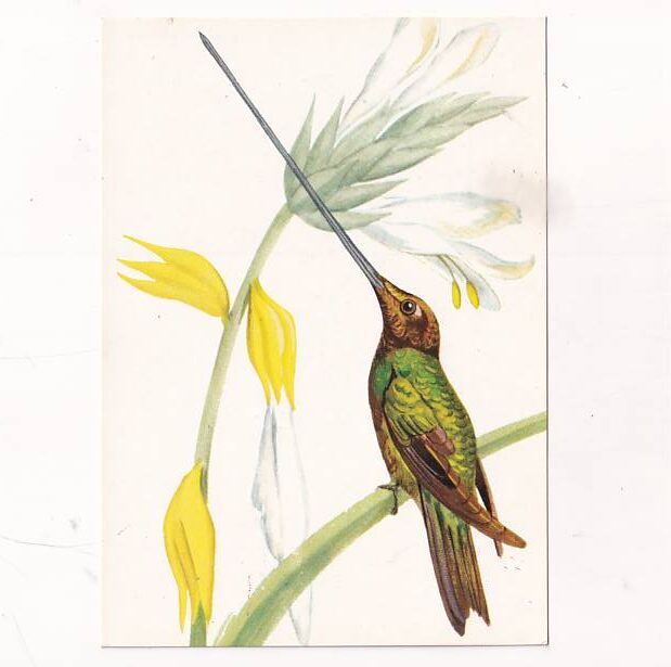 PTAKI ALOJZY BALCERZAK KOLIBRY POCZTÓWKA GRAF-4112
