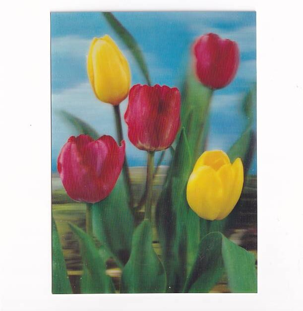 KWIATY TULIPANY 3D POCZTÓWKA TRÓJWYMIAROWA 3D 739