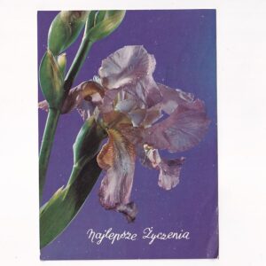 IRYSY KWIATY POCZTÓWKA A39488