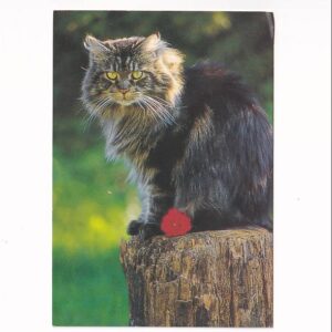 KOT KOTY KOCIAKI POCZTÓWKA A39559