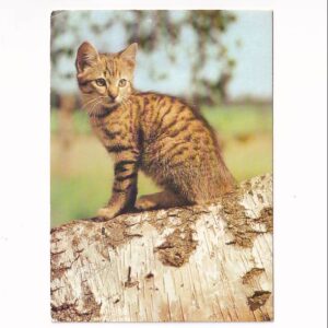 KOT KOTY KOCIAKI POCZTÓWKA A39568