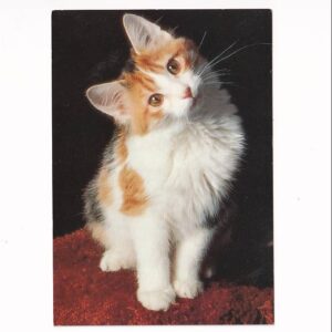KOT KOTY KOCIAKI POCZTÓWKA A39580