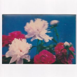 POCZTÓWKA PEONIE 3D POCZTÓWKA TRÓJWYMIAROWA 3D 766