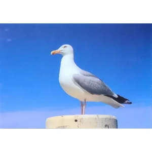 PTAKI MEWA 3D POCZTÓWKA TRÓJWYMIAROWA 3D 943