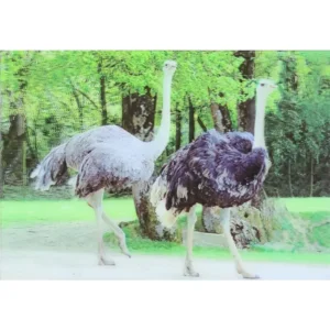 PTAKI STRUSIE 3D POCZTÓWKA TRÓJWYMIAROWA 3D 945