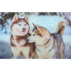 ZWIERZĘTA PIES PSY HUSKY 3D POCZTÓWKA TRÓJWYMIAROWA 3D 970
