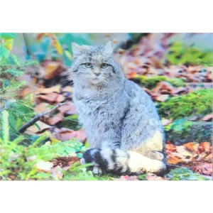 ZWIERZĘTA ŻBIK EUROPEJSKI 3D POCZTÓWKA TRÓJWYMIAROWA 3D 978