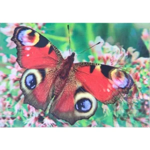 OWADY MOTYL PAWIE OCZKO 3D POCZTÓWKA TRÓJWYMIAROWA 3D 983