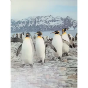PTAKI PINGWINY KRÓLEWSKIE 3D POCZTÓWKA TRÓJWYMIAROWA 3D 989