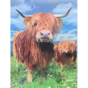 KROWA RASY HIGHLAND 3D POCZTÓWKA TRÓJWYMIAROWA 3D 1009