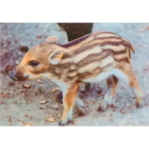 ZWIERZĘTA MŁODY DZICZEK WARCHLAK 3D POCZTÓWKA TRÓJWYMIAROWA 3D 814