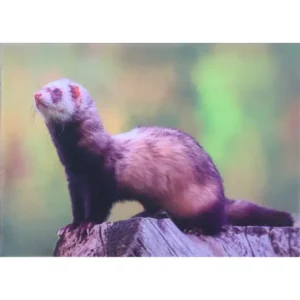 ZWIERZĘTA TCHÓRZ ZWYCZAJNY 3D POCZTÓWKA TRÓJWYMIAROWA 3D 815