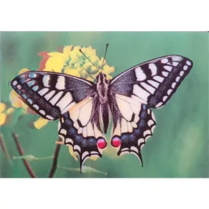 OWADY MOTYL PAŹ KRÓLOWEJ 3D POCZTÓWKA TRÓJWYMIAROWA 3D 823