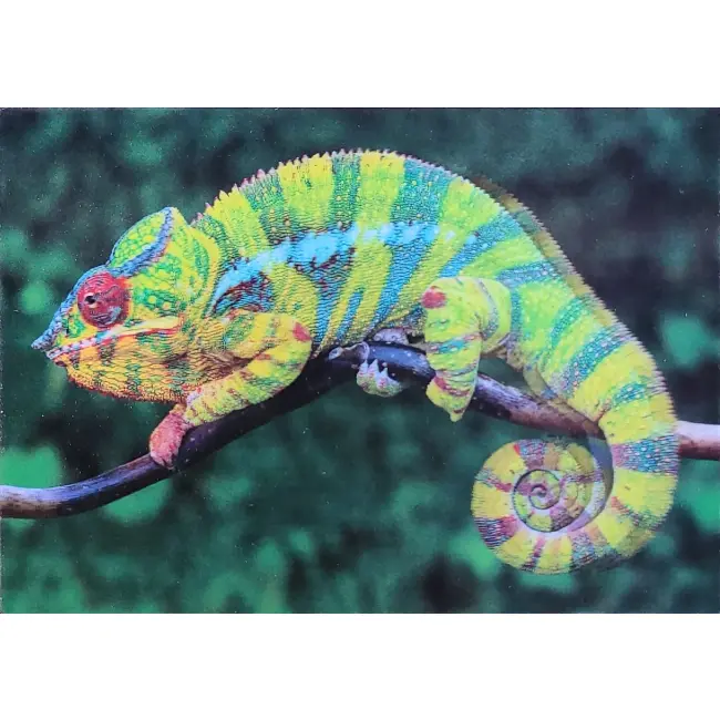 ZWIERZĘTA KAMELEON PANTERA 3D POCZTÓWKA TRÓJWYMIAROWA 3D 824
