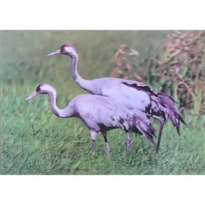 PTAKI ŻURAW ZWYCZAJNY 3D POCZTÓWKA TRÓJWYMIAROWA 3D 826
