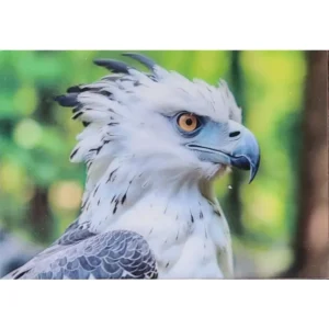 PTAKI HARPIA WIELKA 3D POCZTÓWKA TRÓJWYMIAROWA 3D 840