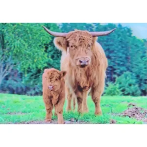 KROWA RASY HIGHLAND CIELAK 3D POCZTÓWKA TRÓJWYMIAROWA 3D 843