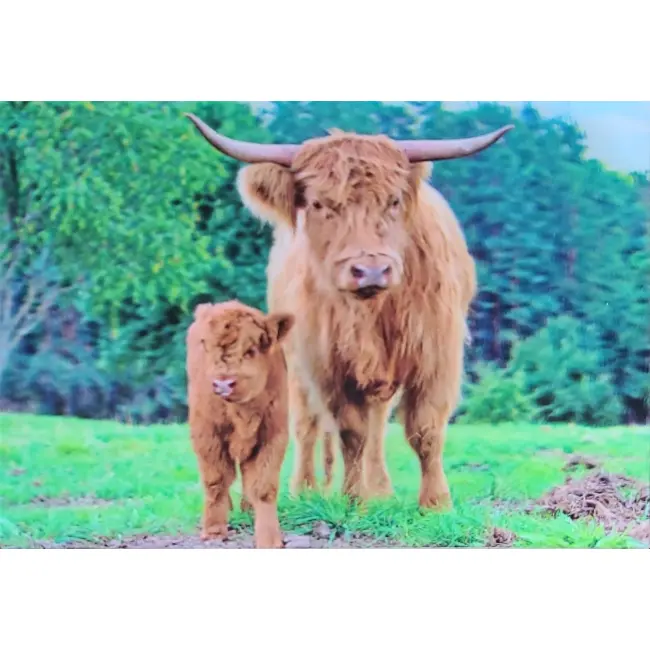 KROWA RASY HIGHLAND CIELAK 3D POCZTÓWKA TRÓJWYMIAROWA 3D 843