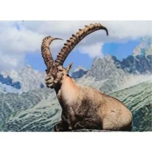 ZWIERZĘTA KOZIOROŻEC ALPEJSKI 3D POCZTÓWKA TRÓJWYMIAROWA 3D 849