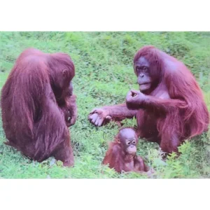 MAŁPY RODZINA ORANGUTANGÓW 3D POCZTÓWKA TRÓJWYMIAROWA 3D 854