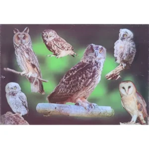 PTAKI SOWY 3D POCZTÓWKA TRÓJWYMIAROWA 3D 859