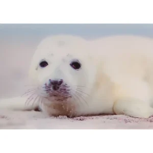 ZWIERZĘTA FOCZKA FOKA 3D POCZTÓWKA TRÓJWYMIAROWA 3D 886
