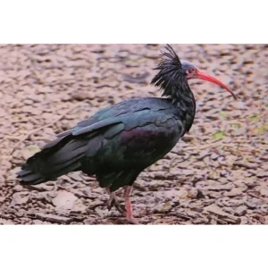 PTAKI IBIS GRZYWIASTY 3D POCZTÓWKA TRÓJWYMIAROWA 3D 887