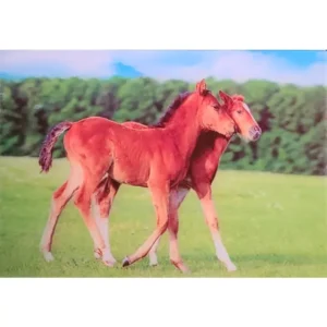 ZWIERZĘTA KONIE ŻREBAKI 3D POCZTÓWKA TRÓJWYMIAROWA 3D 891
