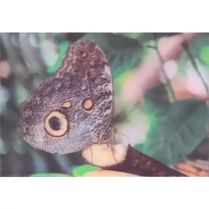 OWADY MOTYL "SOWA" 3D POCZTÓWKA TRÓJWYMIAROWA 3D 895