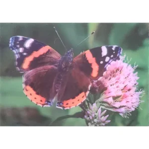 OWADY MOTYL RUSAŁKA ADMIRAŁ 3D POCZTÓWKA TRÓJWYMIAROWA 3D 896