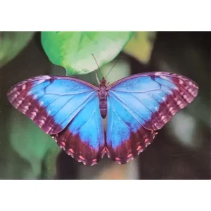 OWADY MOTYL MORPHO PELEIDES 3D POCZTÓWKA TRÓJWYMIAROWA 3D 897