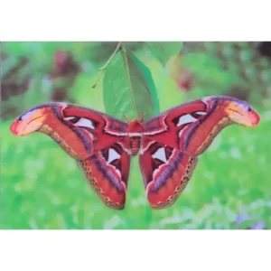 OWADY ĆMA PAWICA ATLAS 3D POCZTÓWKA TRÓJWYMIAROWA 3D 898