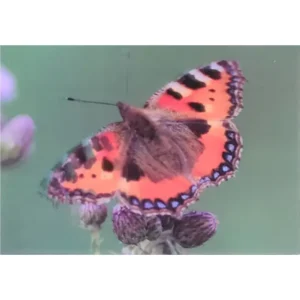 OWADY MOTYL RUSAŁKA POKRZYWNIK 3D POCZTÓWKA TRÓJWYMIAROWA 3D 899