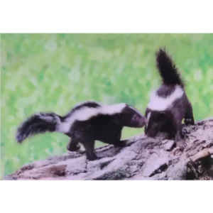 ZWIERZĘTA SKUNKS 3D POCZTÓWKA TRÓJWYMIAROWA 3D 901