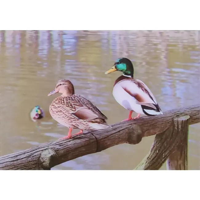 PTAKI KACZKA KRZYŻÓWKA 3D POCZTÓWKA TRÓJWYMIAROWA 3D 908