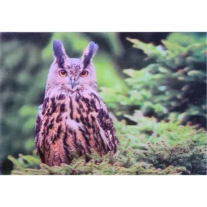 PTAKI SOWA PUCHACZ BUBO BUBO 3D POCZTÓWKA TRÓJWYMIAROWA 3D 910