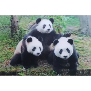 ZWIERZĘTA MISIE PANDA 3D POCZTÓWKA TRÓJWYMIAROWA 3D 911