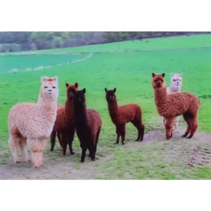 ZWIERZĘTA ALPAKI 3D POCZTÓWKA TRÓJWYMIAROWA 3D 915