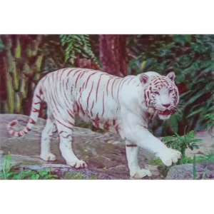 ZWIERZĘTA BIAŁY TYGRYS 3D POCZTÓWKA TRÓJWYMIAROWA 3D 926