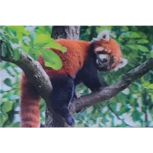 ZWIERZĘTA PANDA MAŁA/CZERWONA 3D POCZTÓWKA TRÓJWYMIAROWA 3D 928