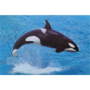 RYBY ORKA 3D POCZTÓWKA TRÓJWYMIAROWA 3D 936