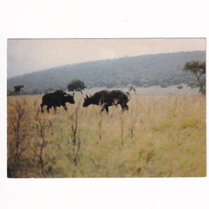 AFRYKA RWANDA BAWOŁY PARK AKAGERA POCZTÓWKA A40146