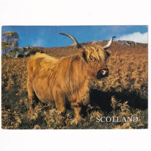 SZKOCJA BYDŁO RASY HIGHLAND POCZTÓWKA A40149