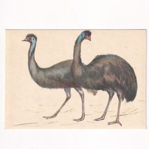 ALOJZY BALCERZAK PTAKI AUSTRALII EMU POCZTÓWKA GRAF-4894