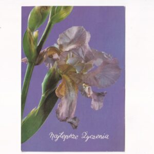 IRYSY KWIATY POCZTÓWKA A40609