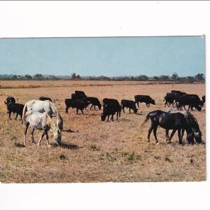 KOŃ KONIE RASY CAMARGUE POCZTÓWKA A40668