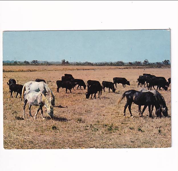 KOŃ KONIE RASY CAMARGUE POCZTÓWKA A40668